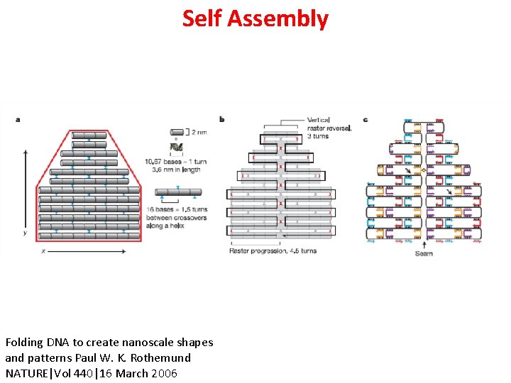 Self Assembly Folding DNA to create nanoscale shapes and patterns Paul W. K. Rothemund