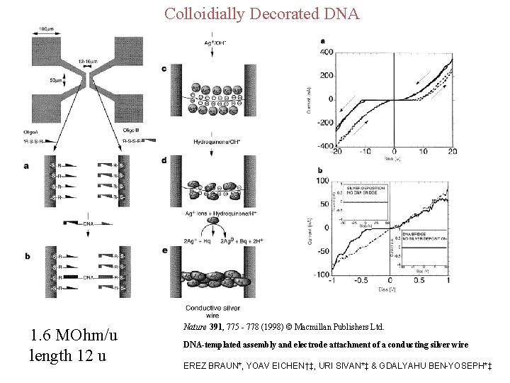 Colloidially Decorated DNA 1. 6 MOhm/u length 12 u Nature 391, 775 - 778
