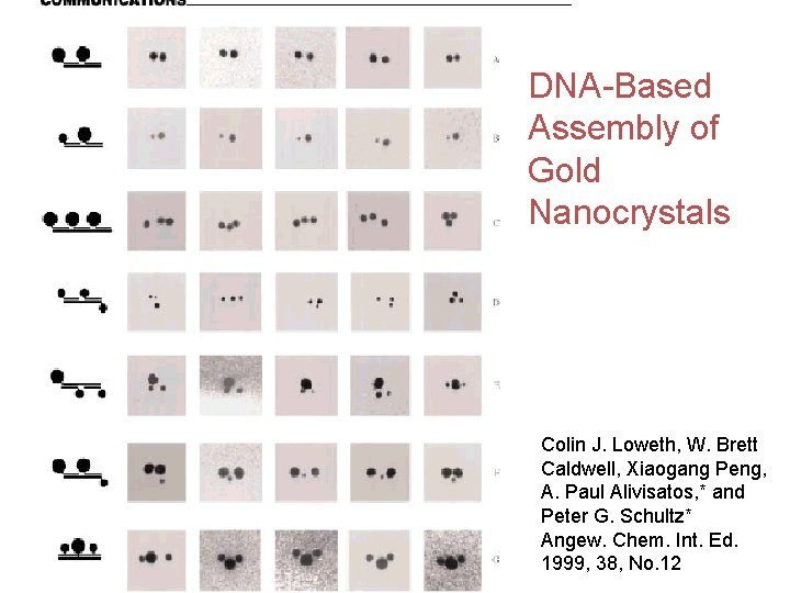 DNA-Based Assembly of Gold Nanocrystals Colin J. Loweth, W. Brett Caldwell, Xiaogang Peng, A.