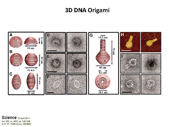 3 D DNA Origami Science 15 April 2011: Vol. 332 no. 6027 pp. 342