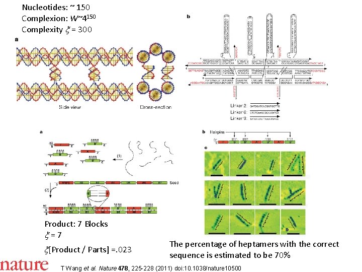Nucleotides: ~ 150 Complexion: W~4150 Complexity x = 300 Product: 7 Blocks x =