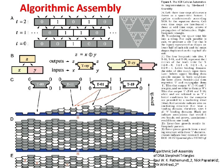  Algorithmic Assembly Algorithmic Self-Assembly of DNA Sierpinski Triangles Paul W. K. Rothemund 1,