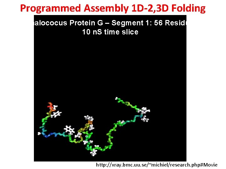 Programmed Assembly 1 D-2, 3 D Folding Staphalococus Protein G – Segment 1: 56