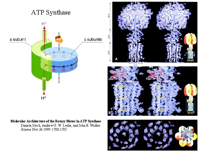 ATP Synthase Molecular Architecture of the Rotary Motor in ATP Synthase Daniela Stock, Andrew
