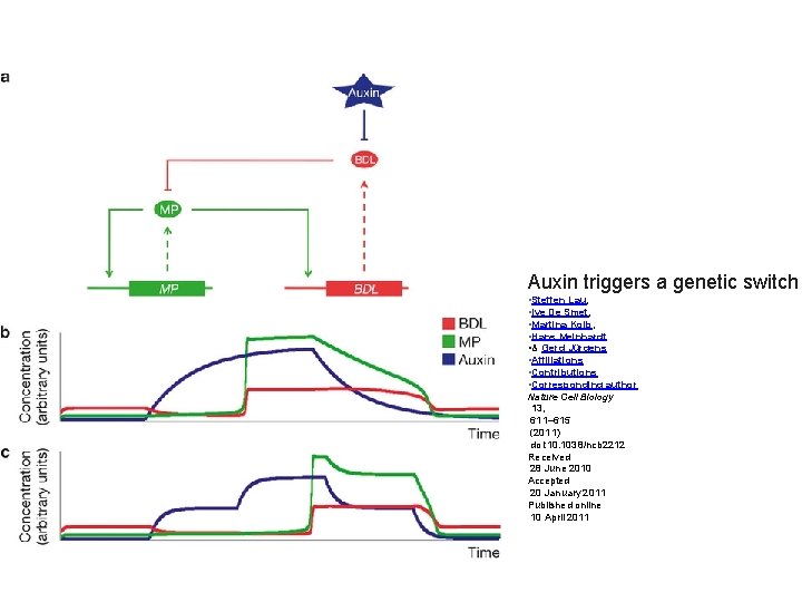 Auxin triggers a genetic switch • Steffen Lau, • Ive De Smet, • Martina