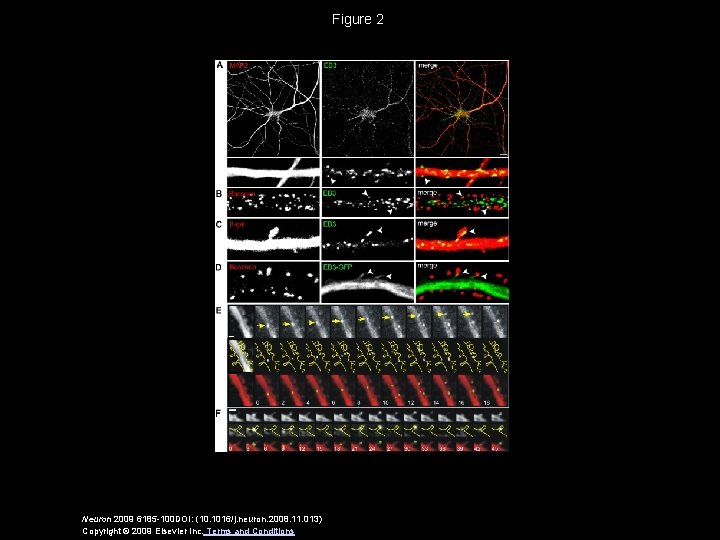 Figure 2 Neuron 2009 6185 -100 DOI: (10. 1016/j. neuron. 2008. 11. 013) Copyright