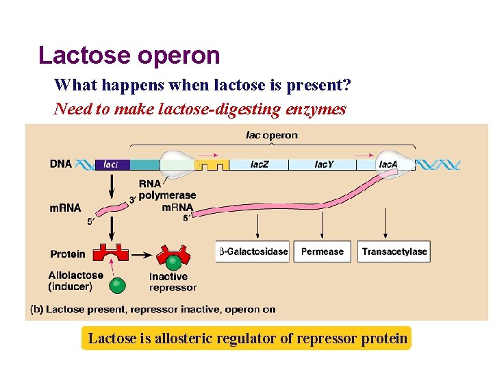 Lactose operon What happens when lactose is present? Need to make lactose-digesting enzymes Lactose