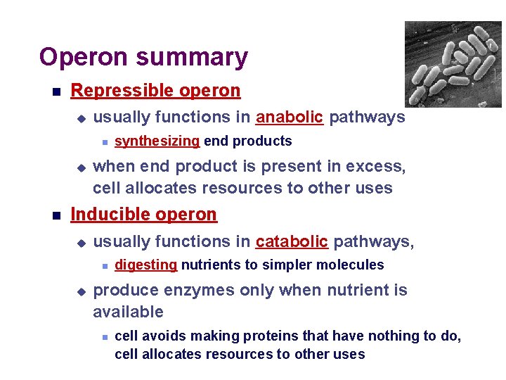 Operon summary Repressible operon usually functions in anabolic pathways synthesizing end products when end