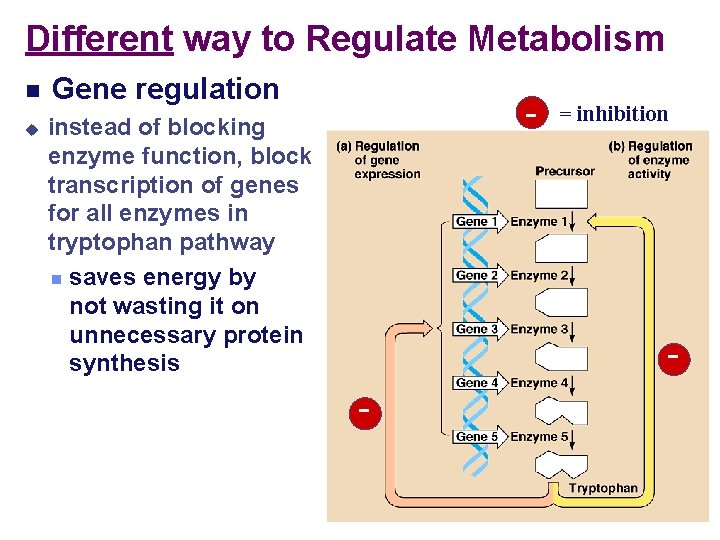 Different way to Regulate Metabolism Gene regulation - instead of blocking enzyme function, block
