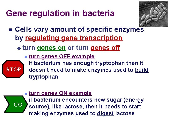 Gene regulation in bacteria Cells vary amount of specific enzymes by regulating gene transcription