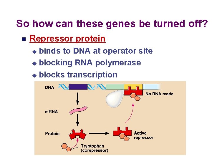 So how can these genes be turned off? Repressor protein binds to DNA at