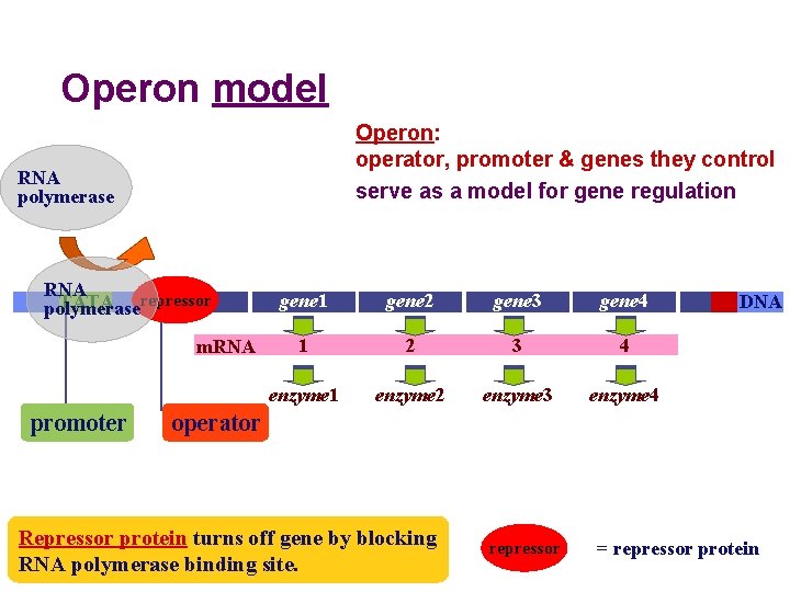 Operon model Operon: operator, promoter & genes they control serve as a model for