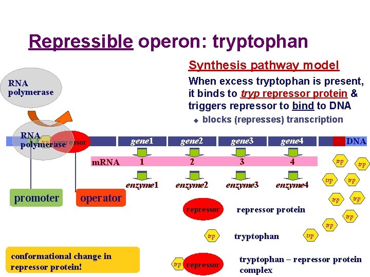 Repressible operon: tryptophan Synthesis pathway model When excess tryptophan is present, it binds to