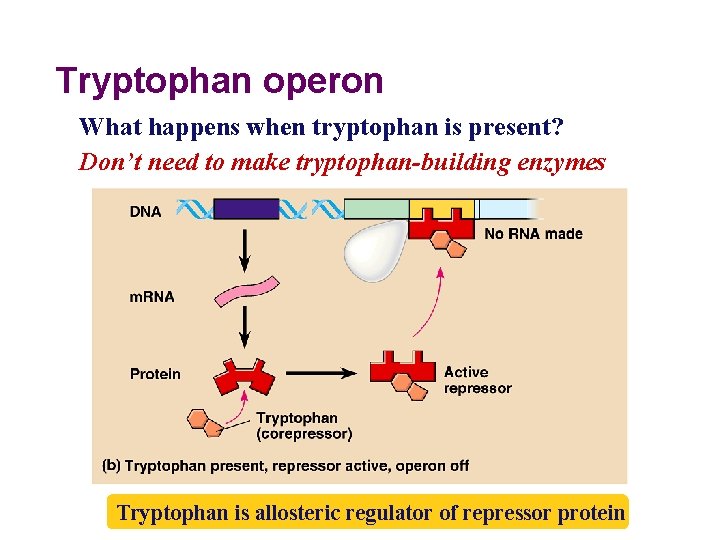 Tryptophan operon What happens when tryptophan is present? Don’t need to make tryptophan-building enzymes