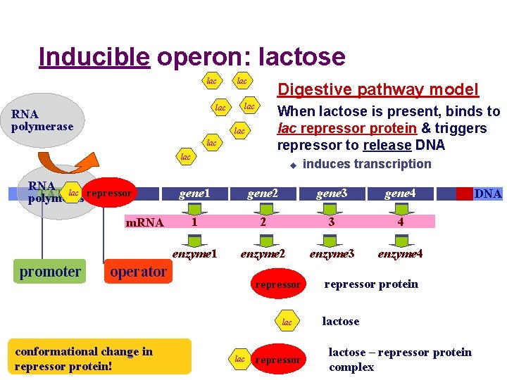 Inducible operon: lactose lac RNA polymerase lac Digestive pathway model lac When lactose is