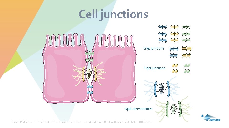 Cell junctions Gap junctions Tight junctions Spot desmosomes Servier Medical Art de Servier est