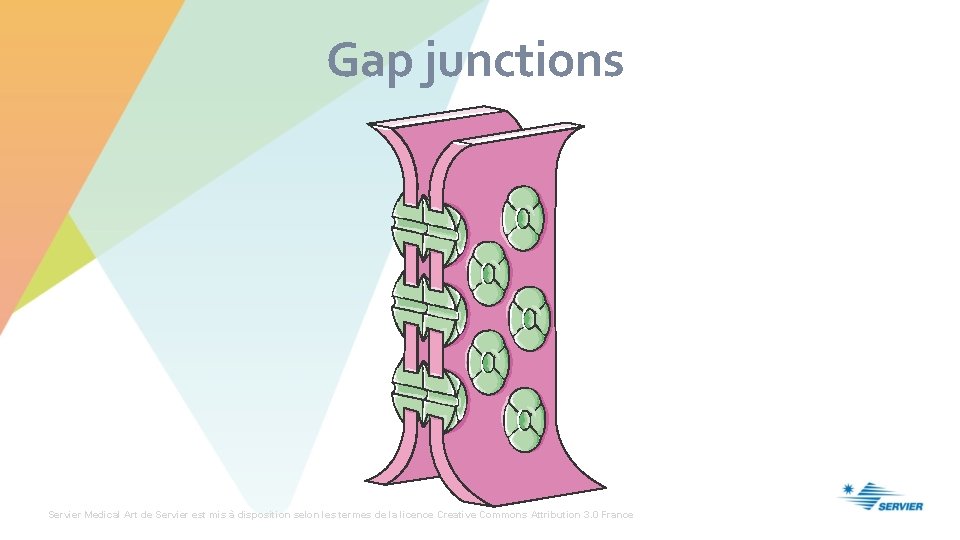 Gap junctions Servier Medical Art de Servier est mis à disposition selon les termes