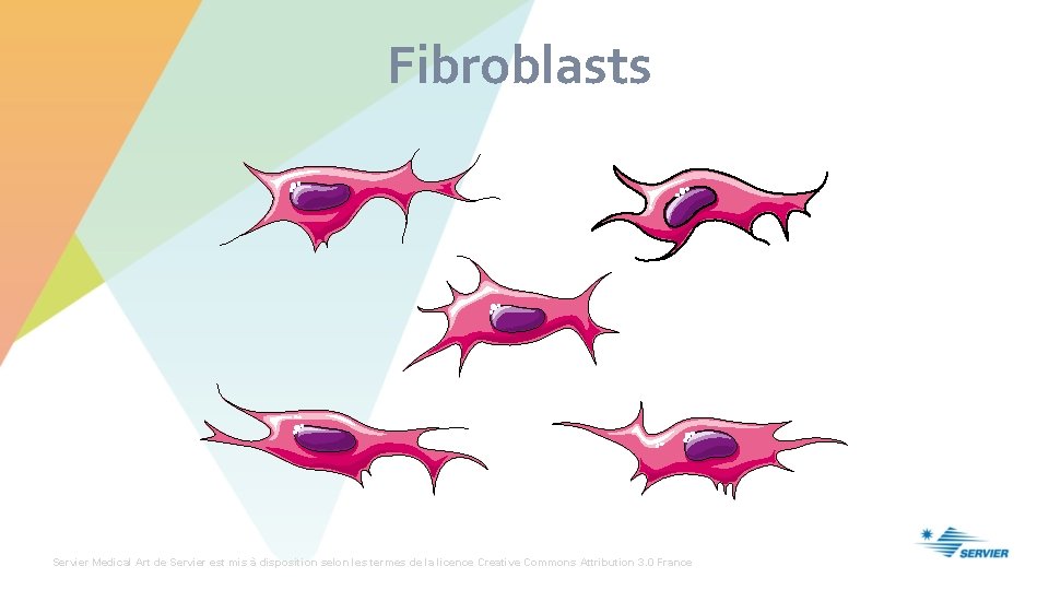 Fibroblasts Servier Medical Art de Servier est mis à disposition selon les termes de