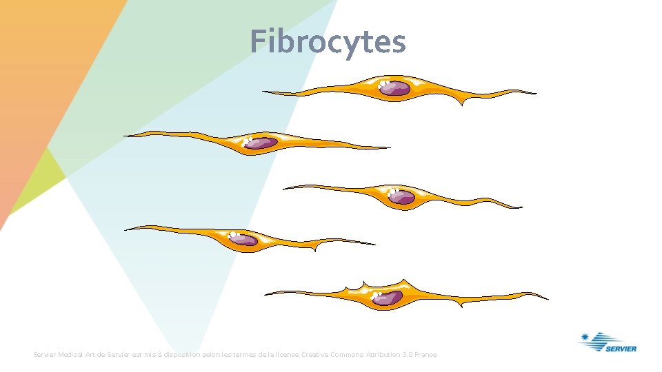 Fibrocytes Servier Medical Art de Servier est mis à disposition selon les termes de