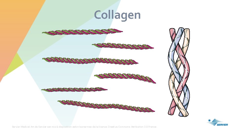 Collagen Servier Medical Art de Servier est mis à disposition selon les termes de