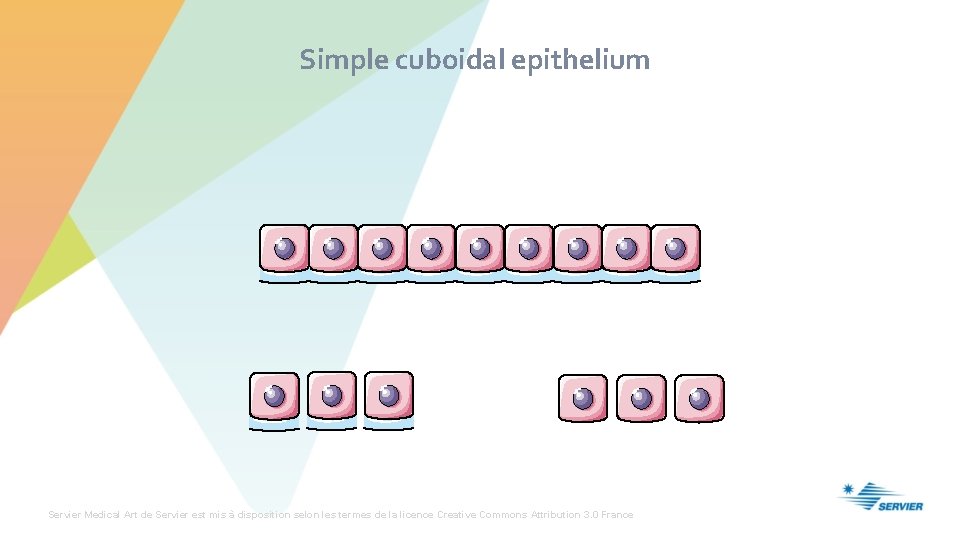Simple cuboidal epithelium Servier Medical Art de Servier est mis à disposition selon les