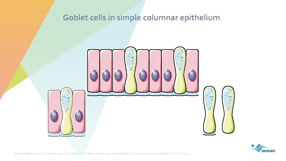 Goblet cells in simple columnar epithelium Servier Medical Art de Servier est mis à
