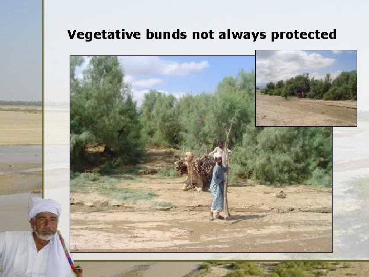 Vegetative bunds not always protected 