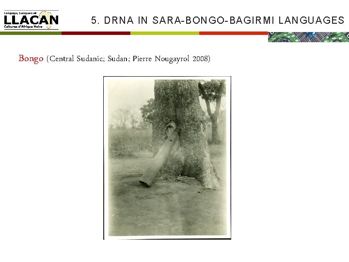 5. DRNA IN SARA-BONGO-BAGIRMI LANGUAGES Bongo (Central Sudanic; Sudan; Pierre Nougayrol 2008) 