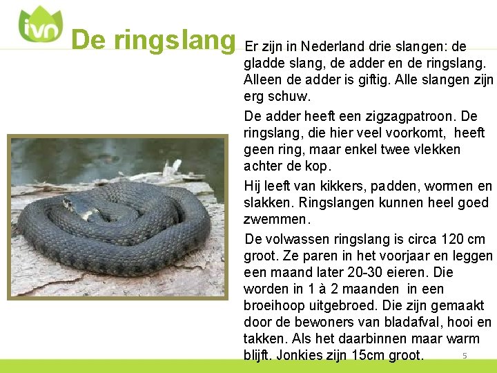 De ringslang Er zijn in Nederland drie slangen: de gladde slang, de adder en