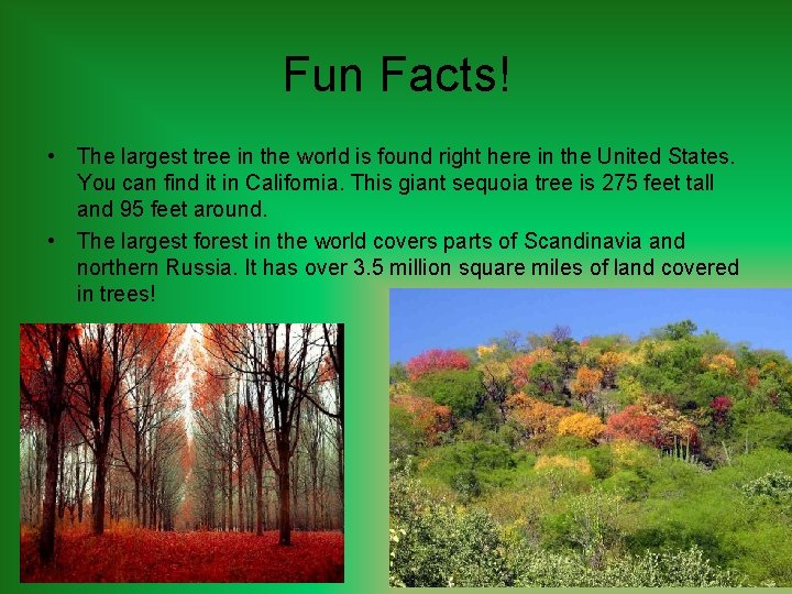 Fun Facts! • The largest tree in the world is found right here in