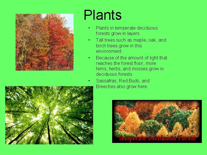 Plants • • Plants in temperate deciduous forests grow in layers. Tall trees such