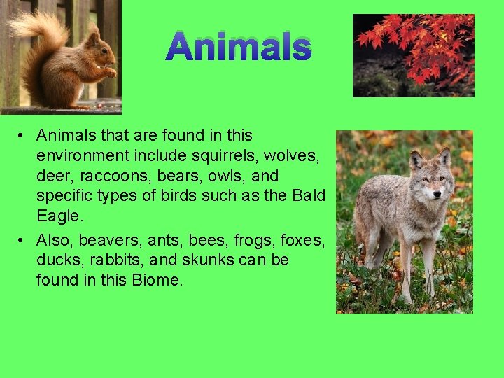 Animals • Animals that are found in this environment include squirrels, wolves, deer, raccoons,