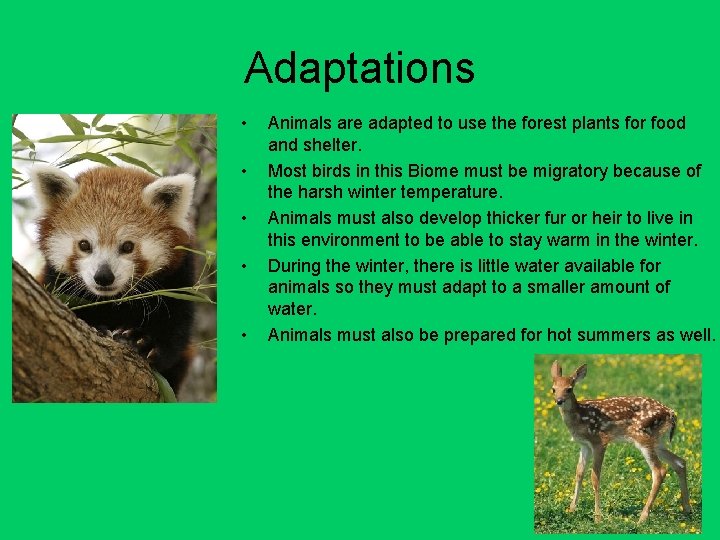 Adaptations • • • Animals are adapted to use the forest plants for food