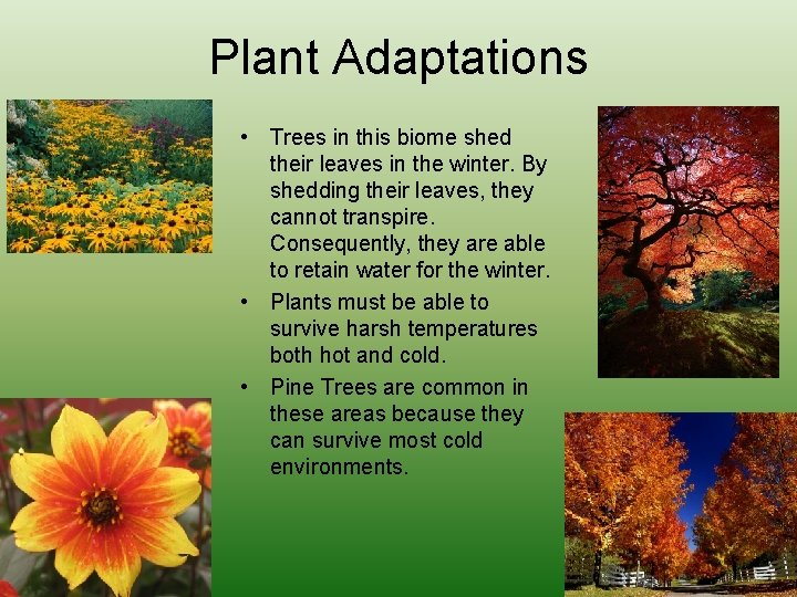 Plant Adaptations • Trees in this biome shed their leaves in the winter. By