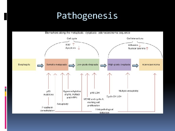 Pathogenesis 