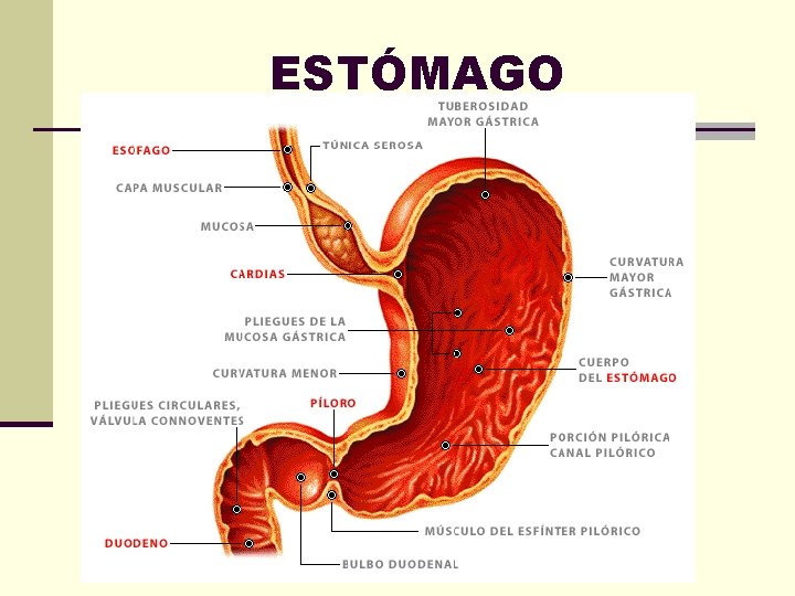 ESTÓMAGO 