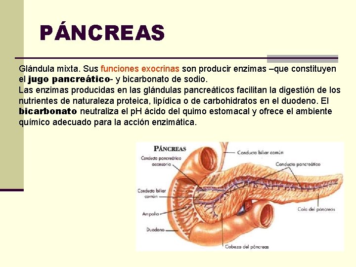 PÁNCREAS Glándula mixta. Sus funciones exocrinas son producir enzimas –que constituyen el jugo pancreático-
