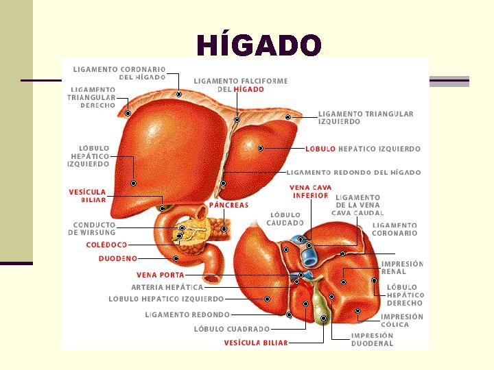 HÍGADO 