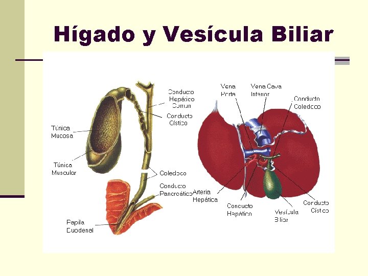 Hígado y Vesícula Biliar 