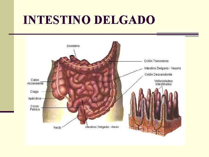 INTESTINO DELGADO 