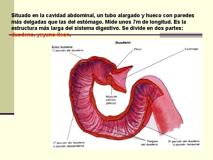 Situado en la cavidad abdominal, un tubo alargado y hueco con paredes más delgadas