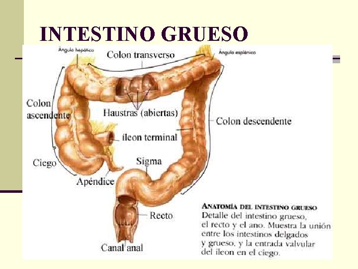 INTESTINO GRUESO 