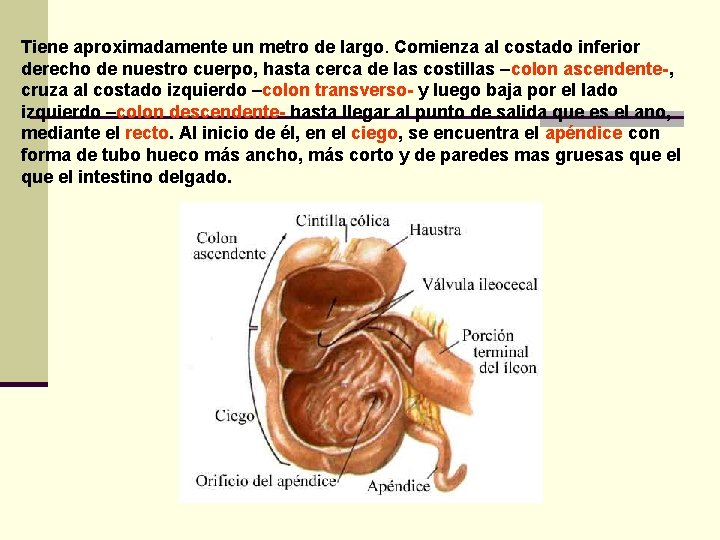 Tiene aproximadamente un metro de largo. Comienza al costado inferior derecho de nuestro cuerpo,