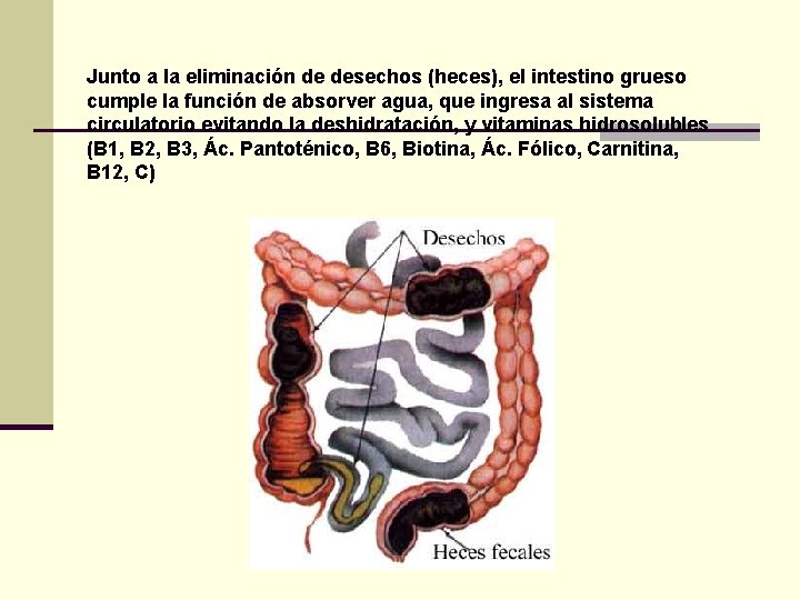 Junto a la eliminación de desechos (heces), el intestino grueso cumple la función de