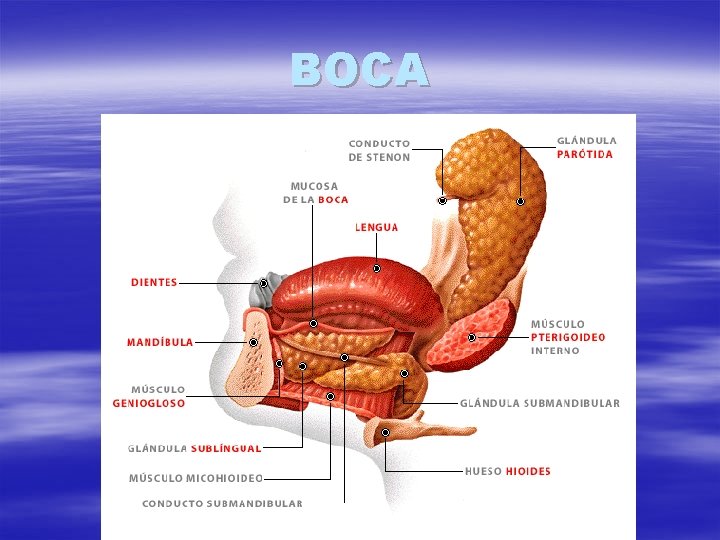 BOCA 