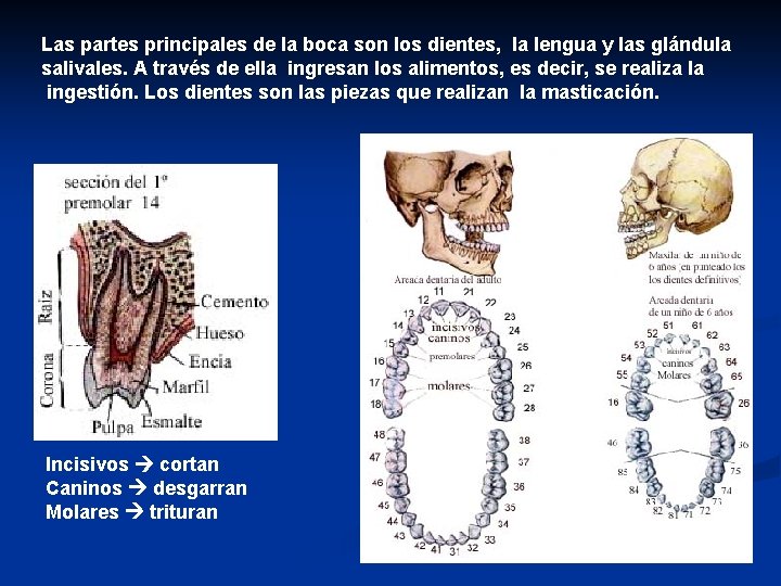 Las partes principales de la boca son los dientes, la lengua y las glándula