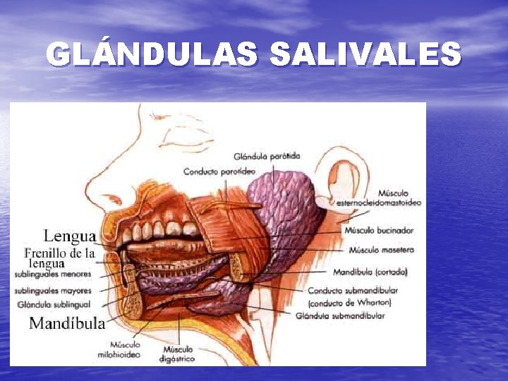 GLÁNDULAS SALIVALES 