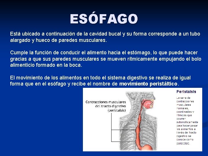 ESÓFAGO Está ubicado a continuación de la cavidad bucal y su forma corresponde a