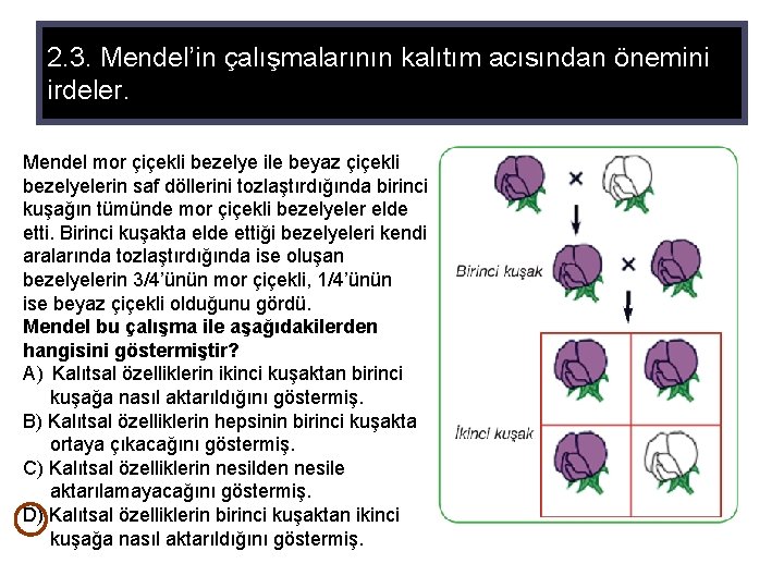 2. 3. Mendel’in çalışmalarının kalıtım acısından önemini irdeler. Mendel mor çiçekli bezelye ile beyaz