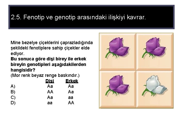 2. 5. Fenotip ve genotip arasındaki ilişkiyi kavrar. Mine bezelye çiçeklerini çaprazladığında şekildeki fenotiplere